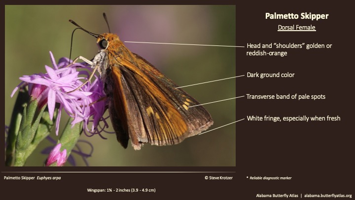 Butterfly ID Thumbnail