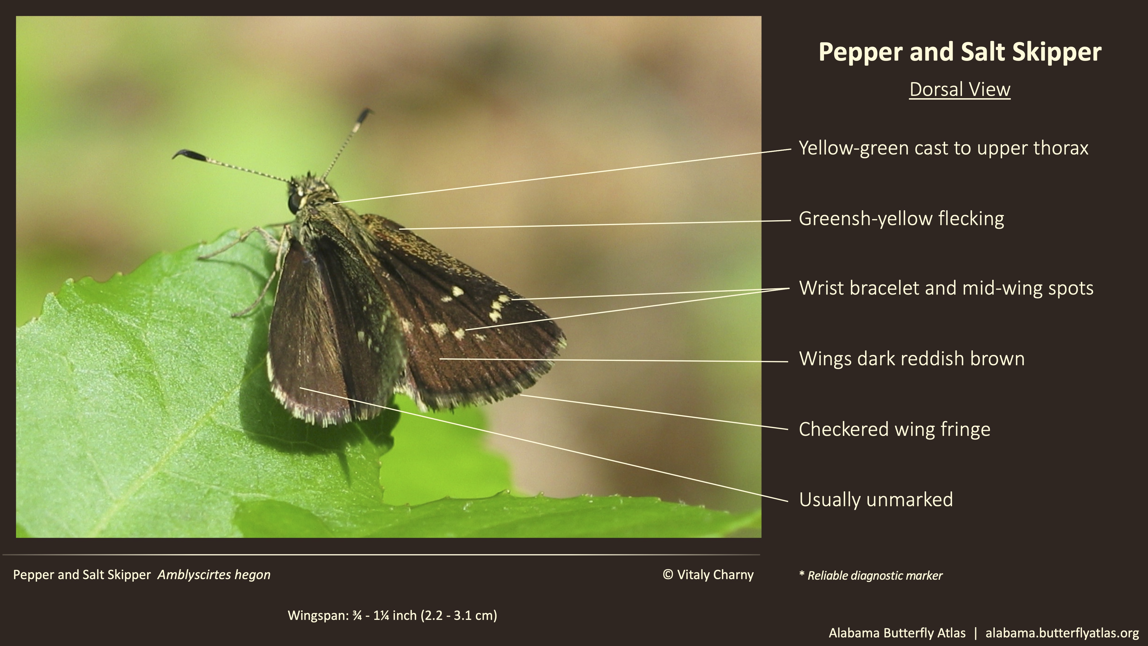 Butterfly ID Thumbnail