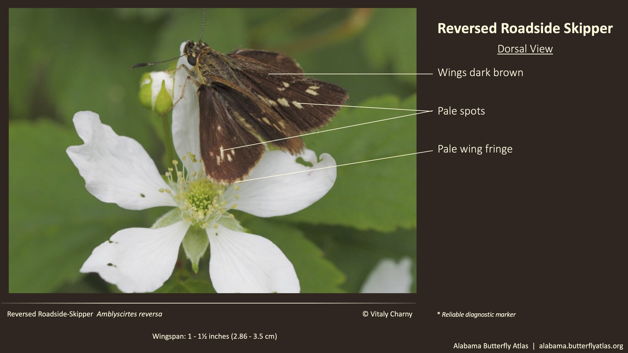 Butterfly ID Thumbnail