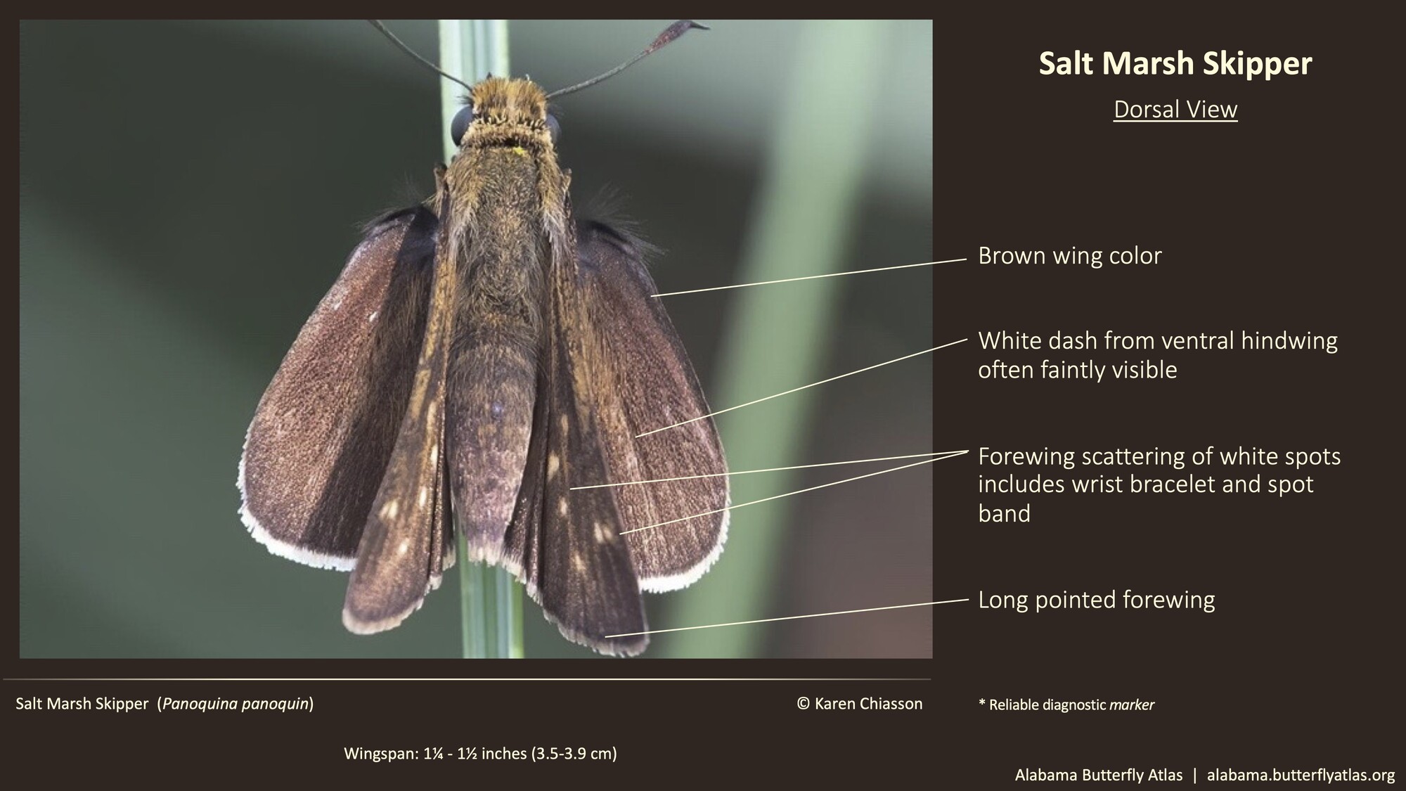 Butterfly ID Thumbnail