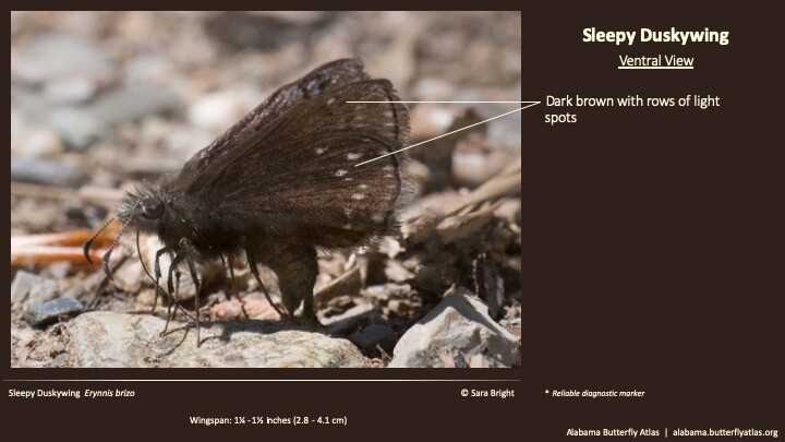 Butterfly ID Thumbnail