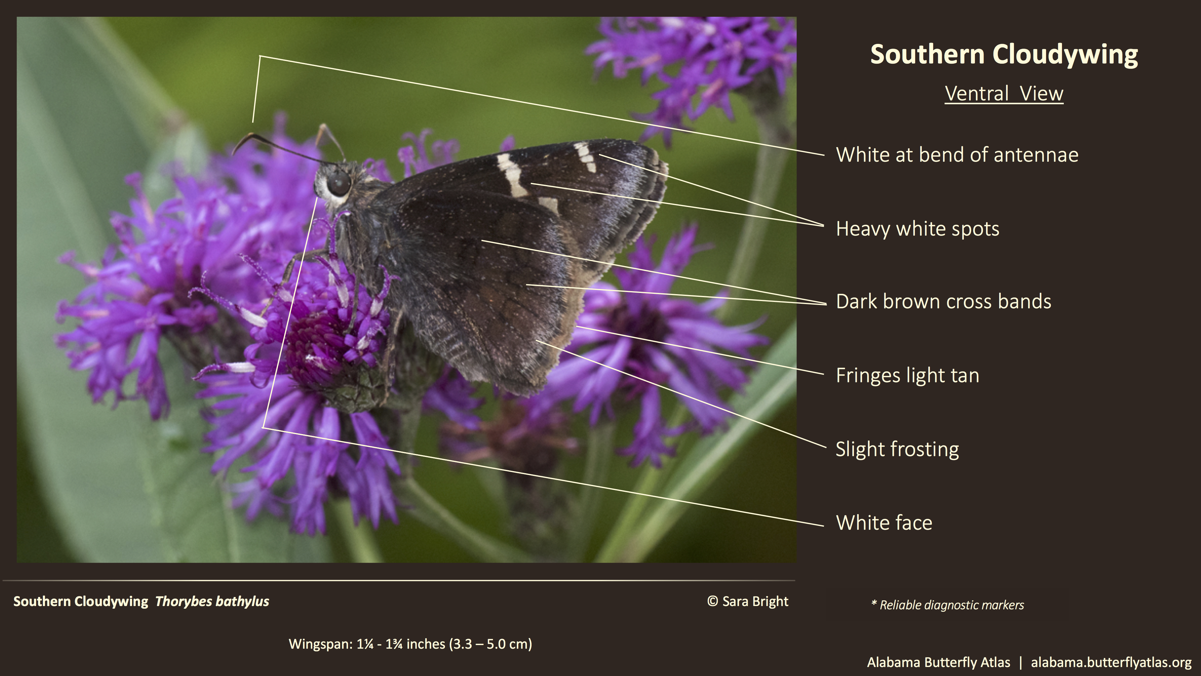 Butterfly ID Thumbnail