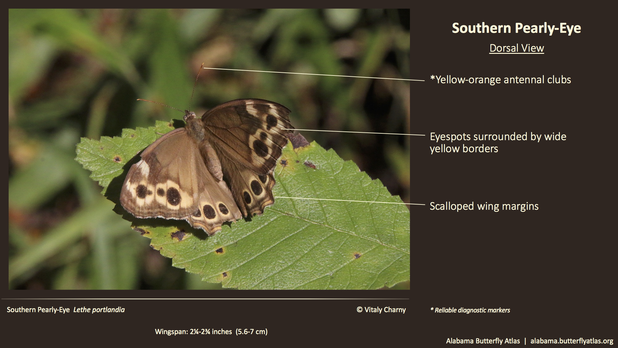 Butterfly ID Thumbnail