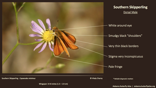 Butterfly ID Thumbnail