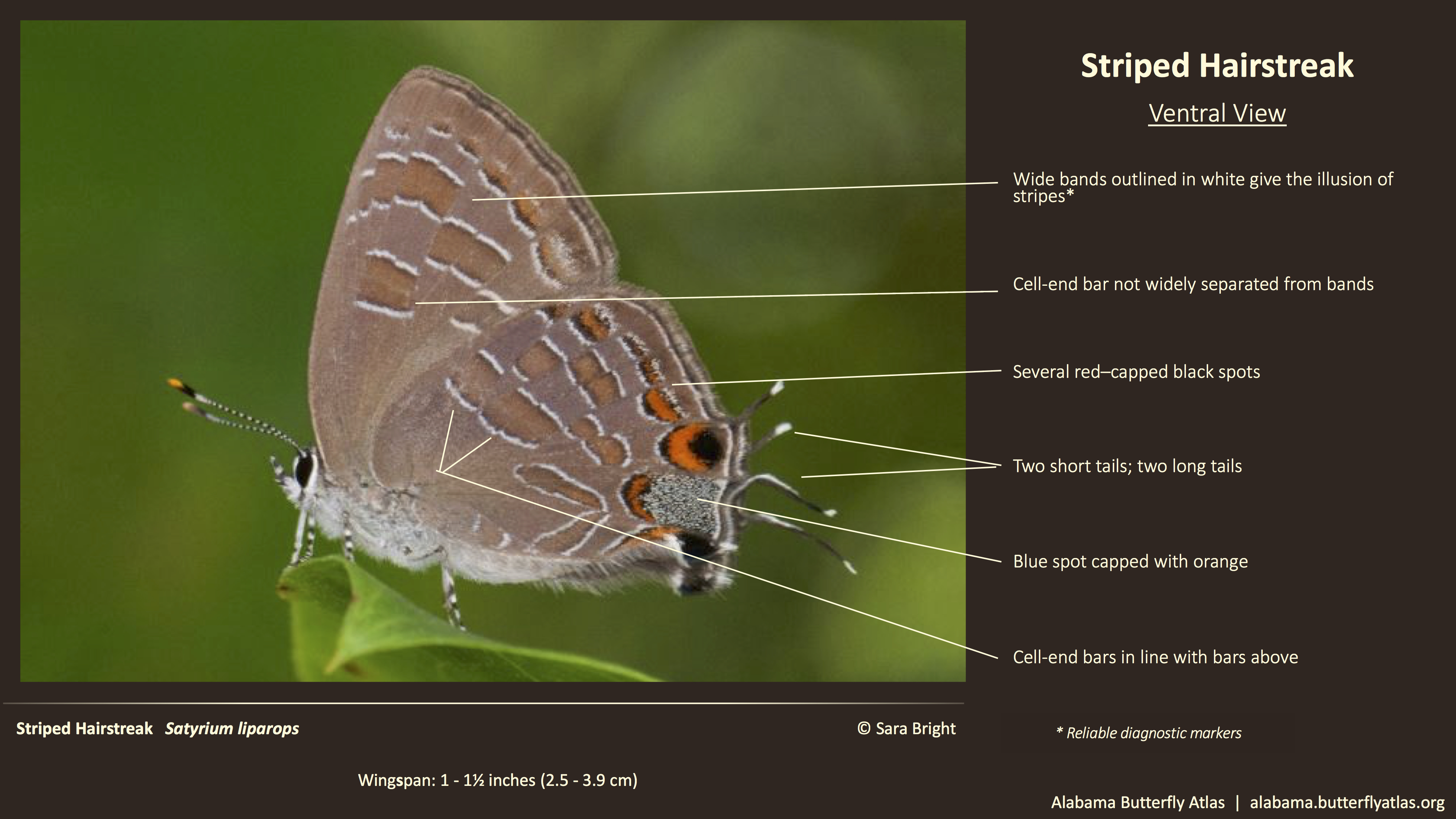 Butterfly ID Thumbnail
