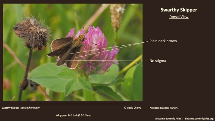 Butterfly ID Thumbnail