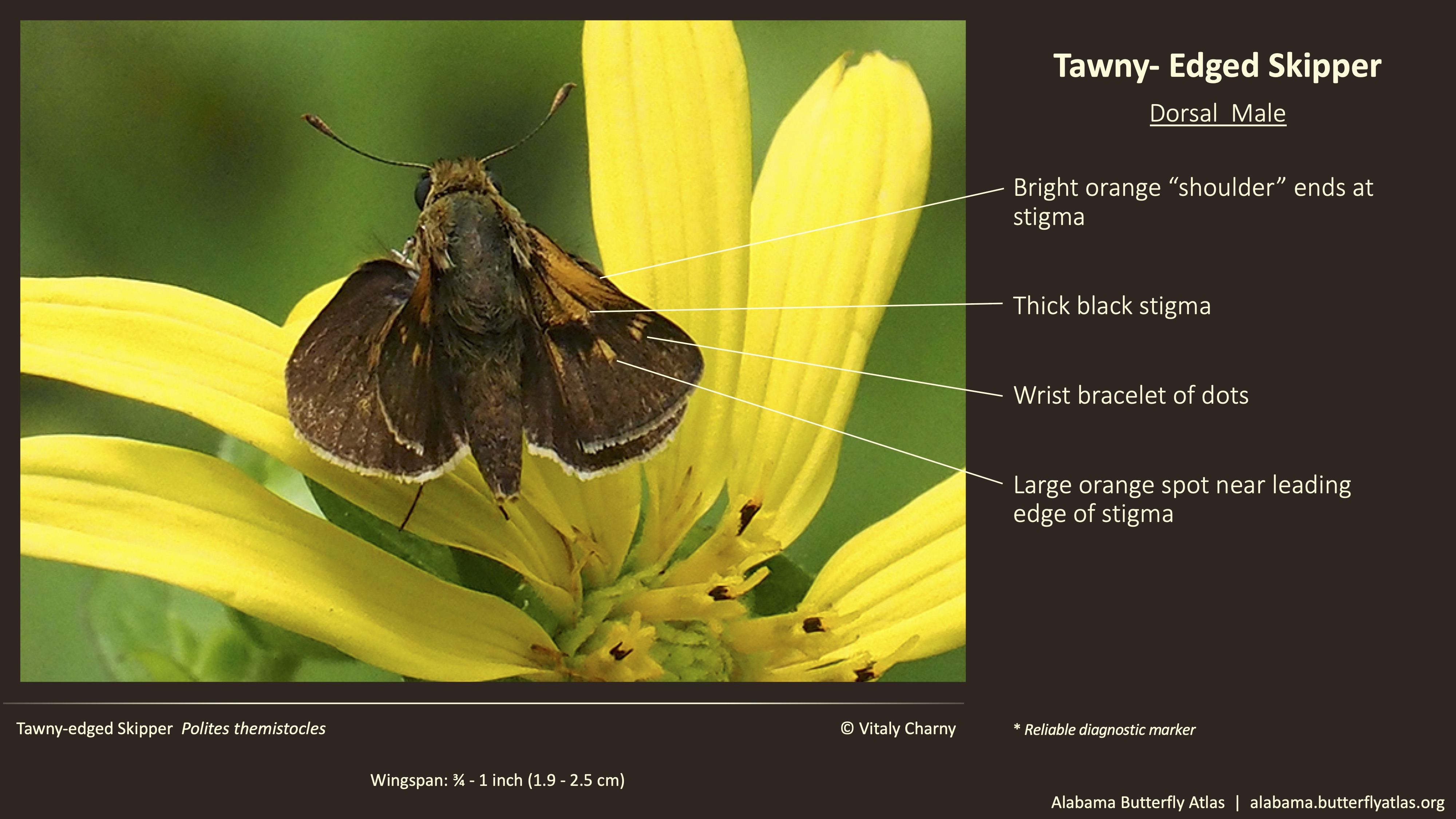 Butterfly ID Thumbnail