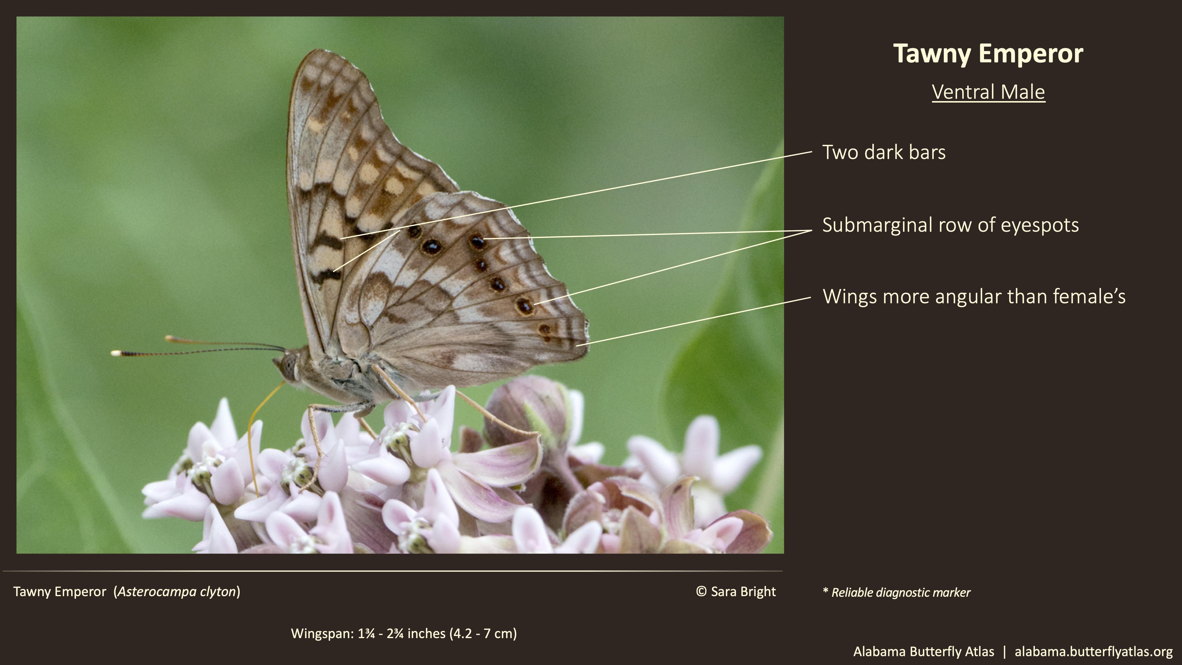 Butterfly ID Thumbnail