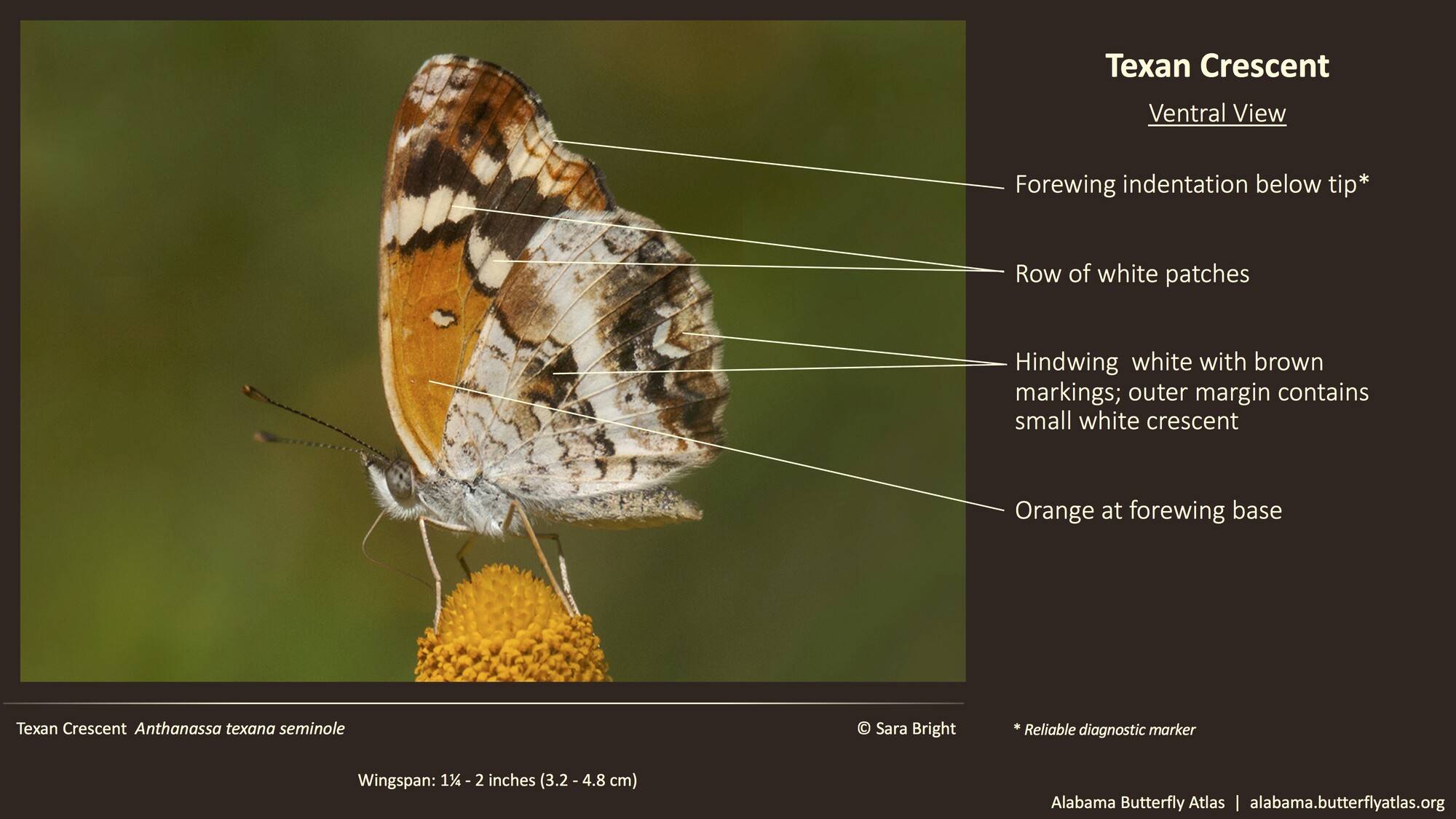 Butterfly ID Thumbnail