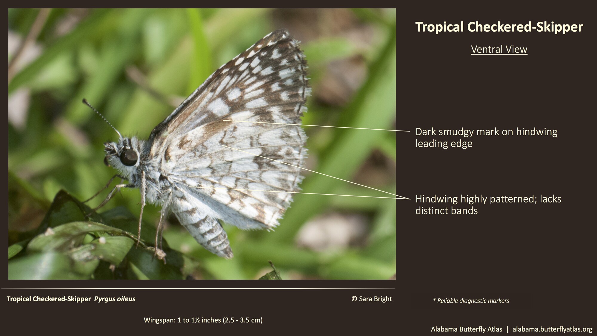 Butterfly ID Thumbnail