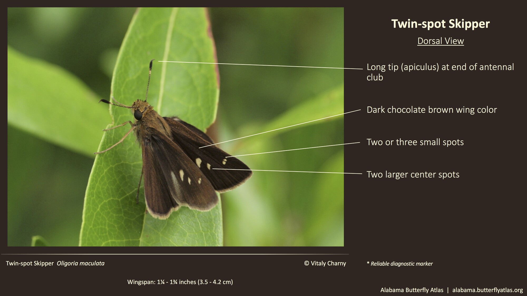 Butterfly ID Thumbnail