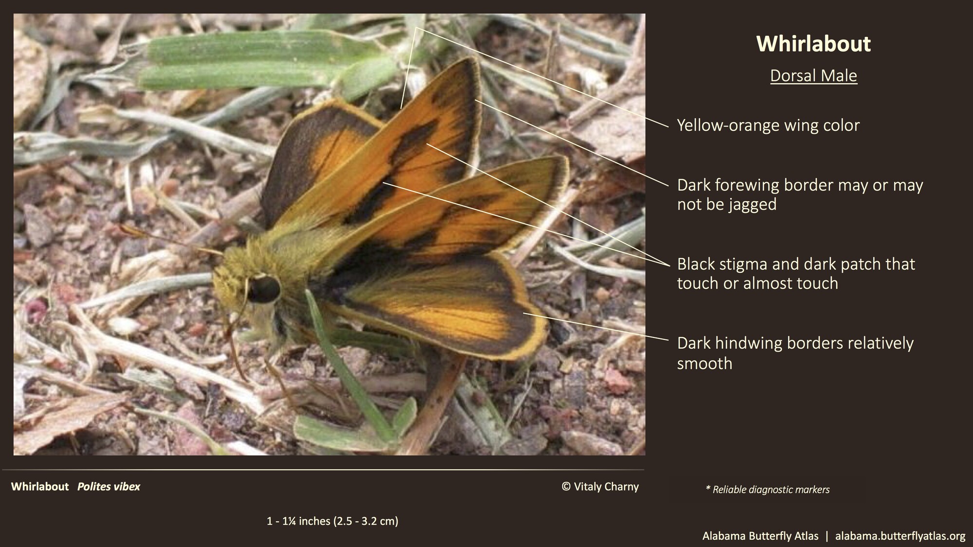 Butterfly ID Thumbnail