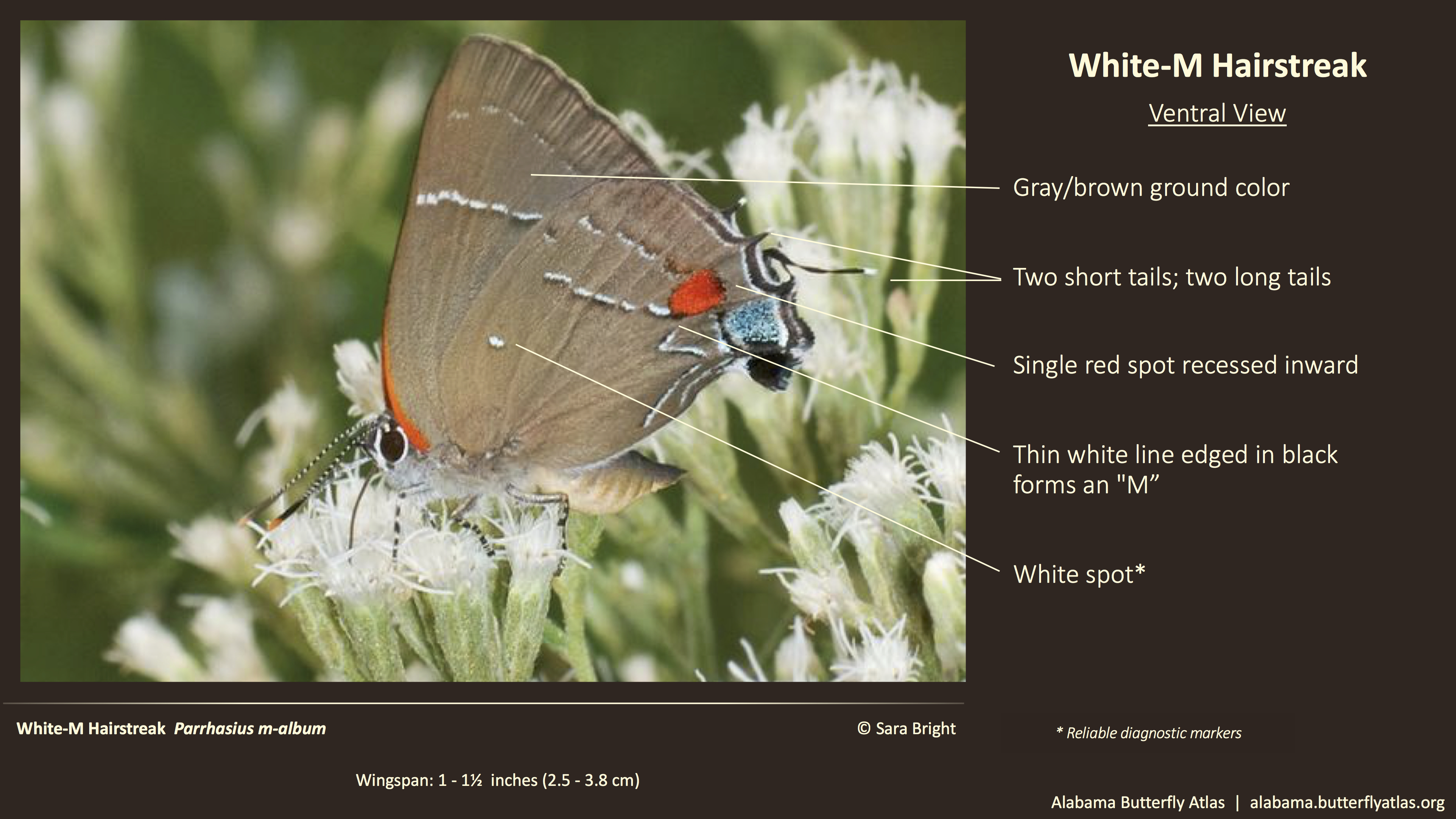Butterfly ID Thumbnail