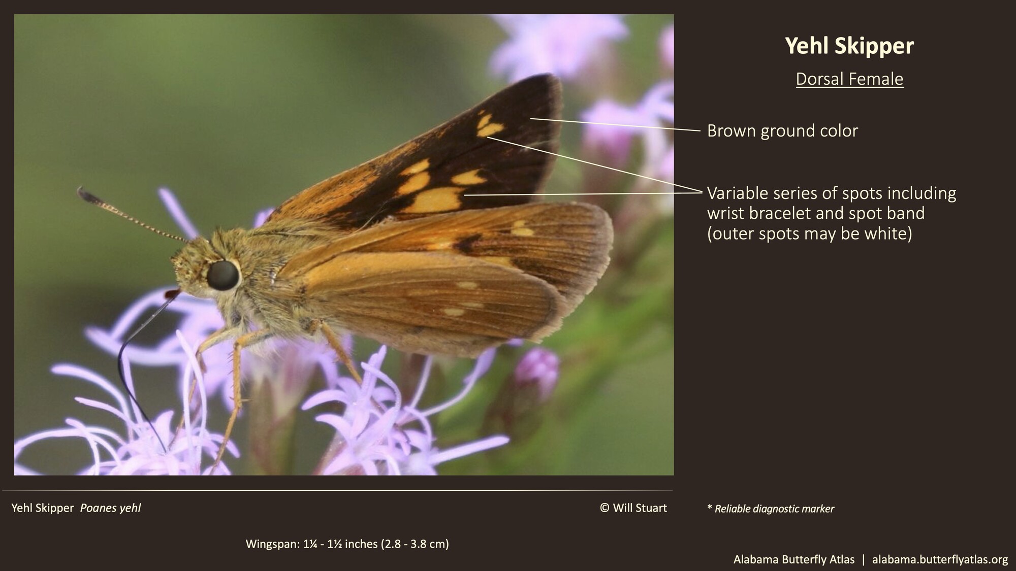 Butterfly ID Thumbnail