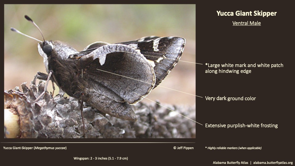 Butterfly ID Thumbnail