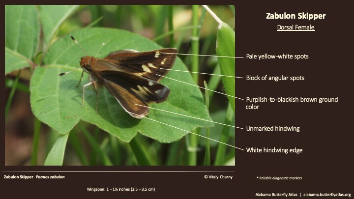 Butterfly ID Thumbnail